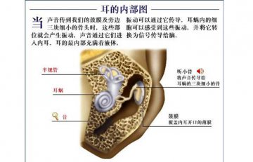 耳朵结构图