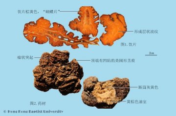 川芎（Chuanxiong）中药材鉴别照片