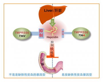 中国中老年妇女缺铁性贫血易感基因