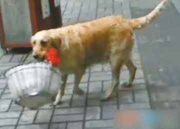 男子因拍摄狗捡垃圾视频受邀参加达沃斯论坛