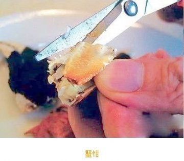 如何优雅食用大闸蟹：步骤九