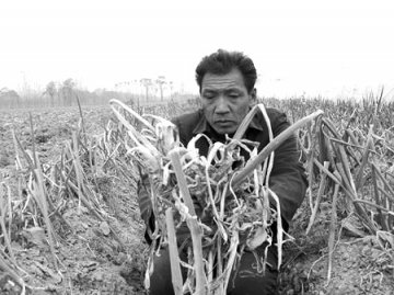 菜农11亩大葱被人喷除草剂枯死 损失约10万元