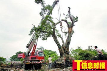 广州老树挡住德国教堂平移 耗费10万移走