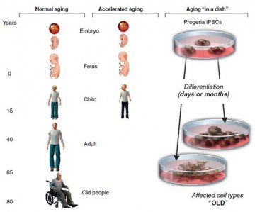 生物物理所等发表关于干细胞与衰老研究的综述文章