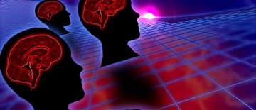 科学家称智力衡量依据是大脑体积占比率而非大脑体积