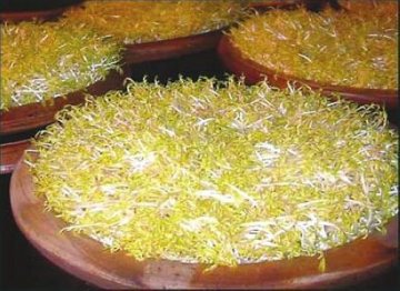 沈阳查获25吨“毒豆芽” 动物专用药被用在其中