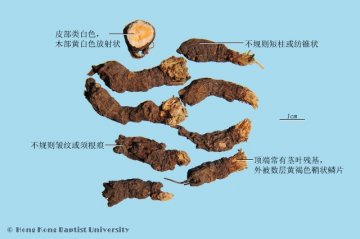 天葵子（Tiankuizi）中药材鉴别相册