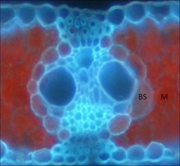 科学家发现“稻草人”基因 可使粮产量提高50%