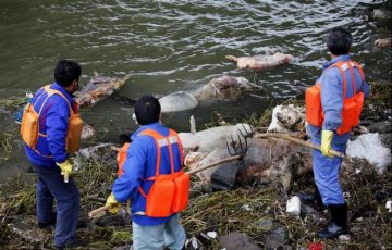 环保专家：死猪可能滋生致命毒素 上海应化验生物毒素
