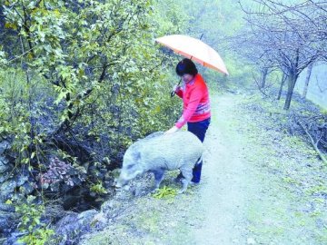 村民饲养野猪当宠物 喂300多元一罐的奶粉
