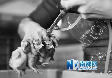 专家：禽流感频发与气候有关 冰鲜鸡非绝对安全