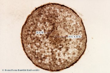 细辛（Xixin）中药材横切面显微鉴别照片