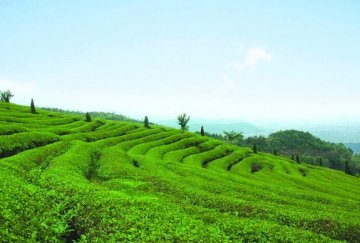 不同茶叶的特殊保健功效
