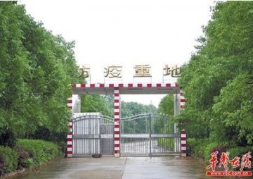 长沙一猪场用药“溶解”病死猪 将尸水直排湘江