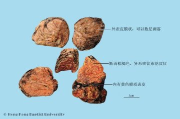 红景天（Hongjintian）中药材鉴别照片
