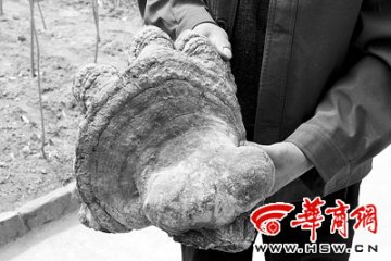 村民发现个头巨大外形奇特野生灵芝