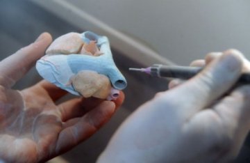 心脏也能打出来？日斥资研发可移植人体器官3D打印