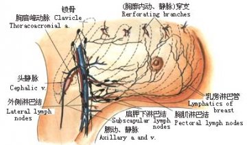 根治性乳房切除术