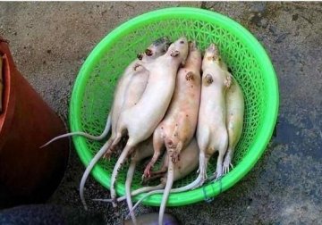 黑幕：死老鼠变身乳鸽