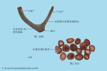 鹿茸（Lurong）中药材鉴别照片