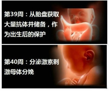 生命的史诗！人类从受精到出生全过程