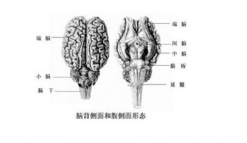 人体26个最奇妙的事实