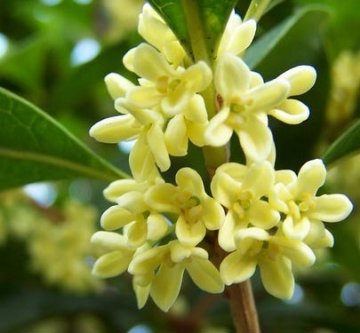 军医支招：秋季多喝“三花”