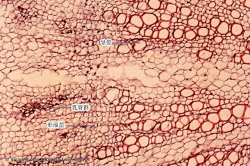 蒲公英（Pugongying）中药材横切面显微鉴别照片