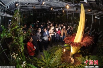 世界最大花朵时隔20个月再度开花