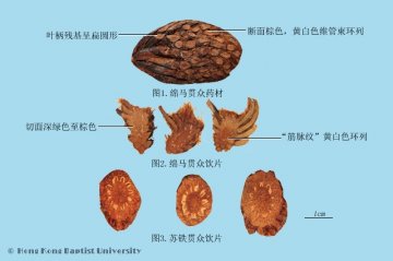 绵马贯众（Mianmaguanzhong）中药材鉴别照片