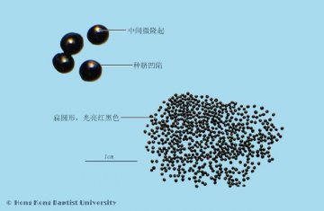 青葙子（Qingxiangzi）中药材鉴别照片