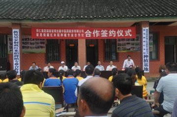怀仁•博世康公司签约种植侗藏红米