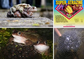 盘点5种孕育后代雄性动物：除草剂致雄青蛙产卵