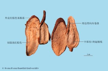 白蔹（Bailian）中药材鉴别照片