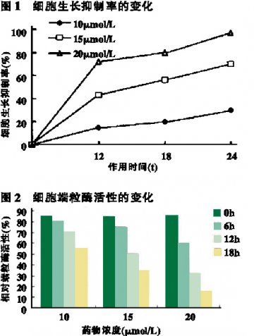 抑制HL-60细胞生长，调节细胞端粒酶活性