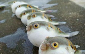 另类美食大盘点 你敢吃吗
