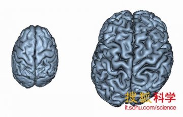 研究称人类大脑半球不对称是进化适应的结果