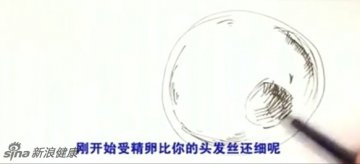受精卵比你的头发丝还细呢