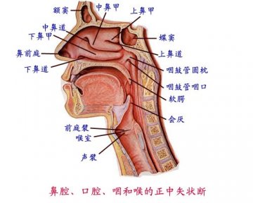 鼻口咽喉正中矢状面