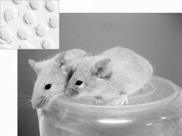 科学家首次用“人造”卵子产下小鼠