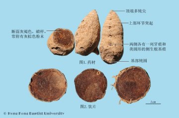 莪术（Ezhu）中药材鉴别照片