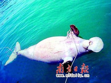 杂货店老板海边发现千斤怪鱼 头像猪嘴有须