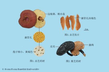 灵芝（Lingzhi）中药材鉴别照片
