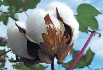 美国研制转基因高蛋白棉花 将解决人类粮食饥荒