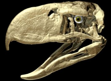 古代恐鸟身高超一米：肉搏战术犹如拳王阿里