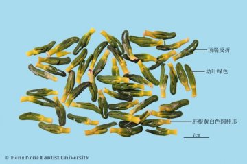 莲子心（Lianzixin）中药材鉴别照片