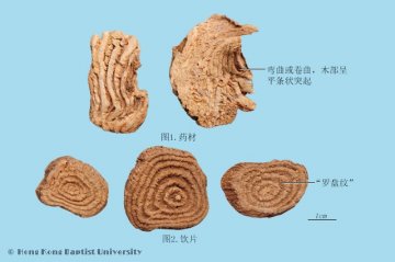 商陆（Shanglu）中药材鉴别照片