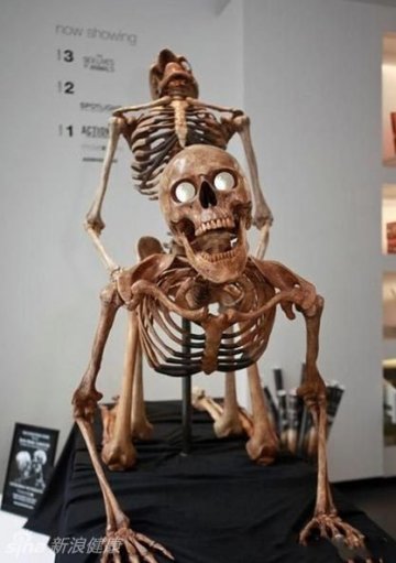 美国纽约性爱骷髅展：各种性姿态