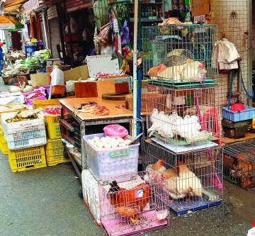 穗禽休市防H7N9扩散