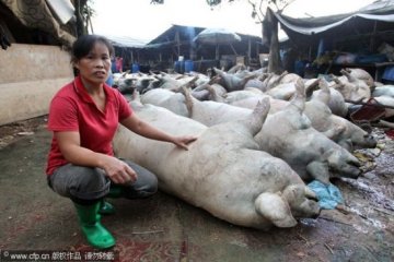 53头猪瞬间被雷劈死 3米外主人毫发无伤
